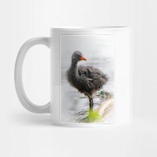 Dusky Moorhen Chick Mug